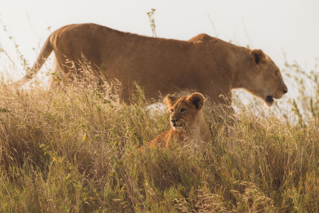 East Africa Highlights