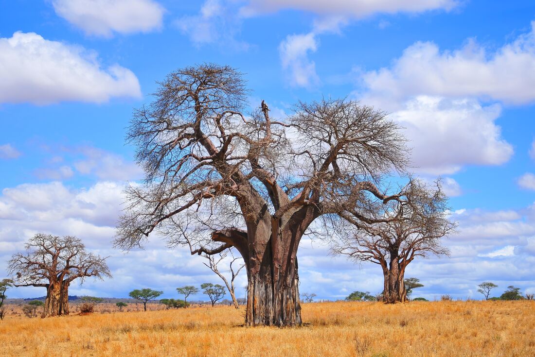 Vic Falls to Stone Town