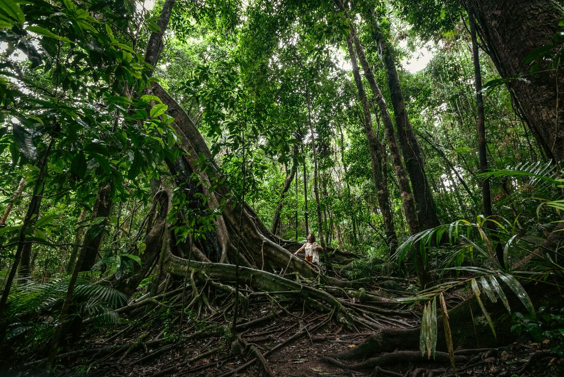 Daintree & Cape Tribulation Adventure