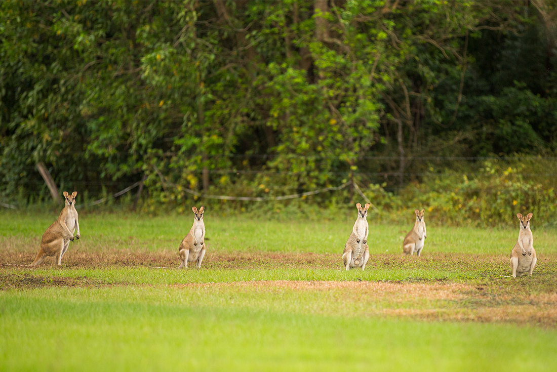Top End & Kakadu Adventure
