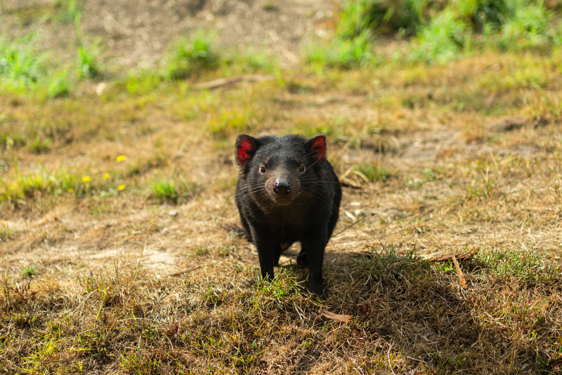 Tasmania Adventure
