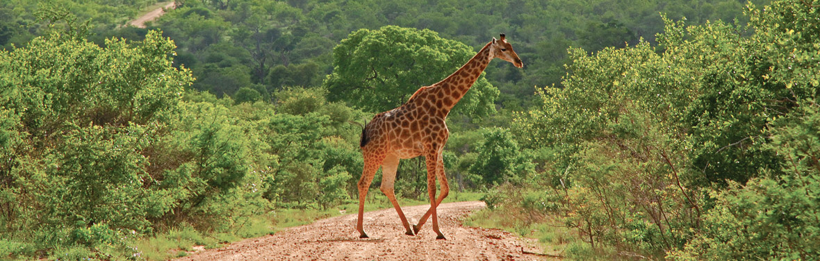 Giraffe crossing the road, Kruger National Park