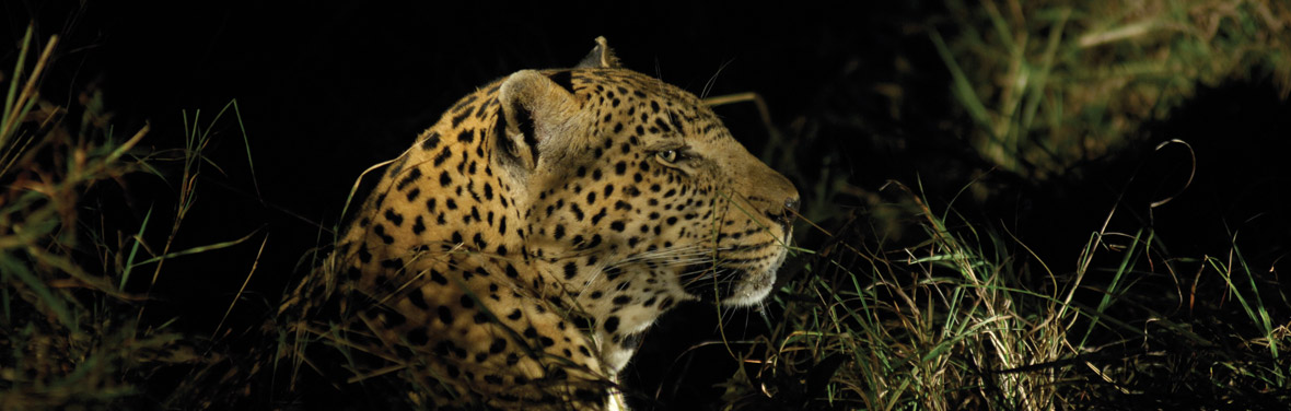 Leopard, Kruger National Park