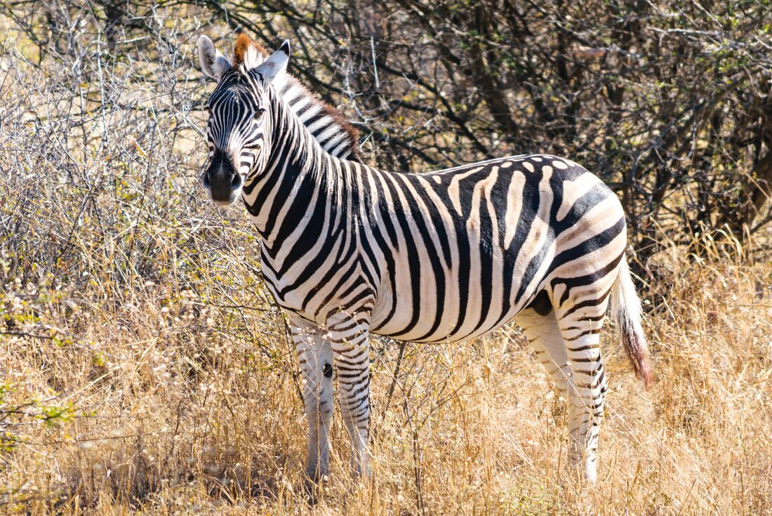 Kruger to Vic Falls