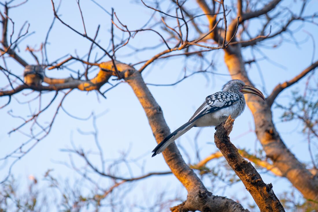 Kruger to Vic Falls