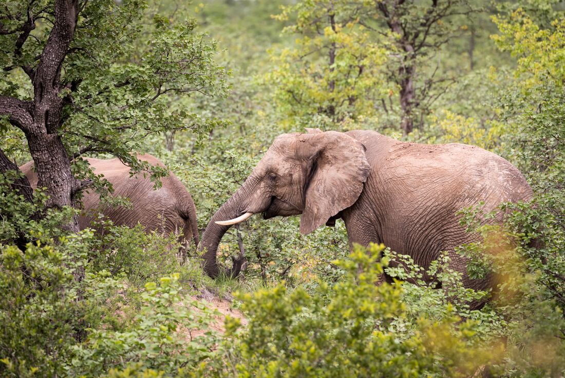 Vic Falls to Kruger