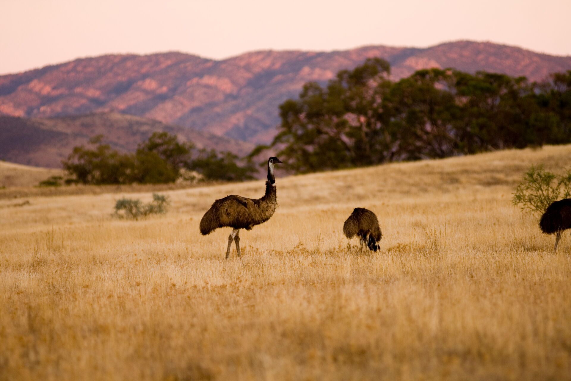 South Australia's Arkaba Walk (ex-Adelaide)
