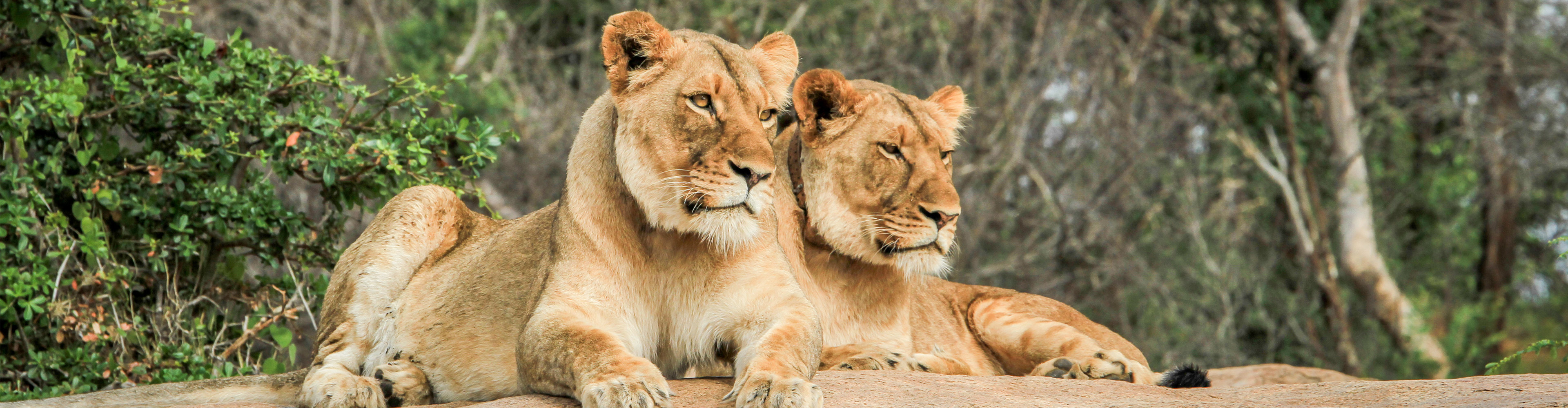 Premium Botswana trip photo