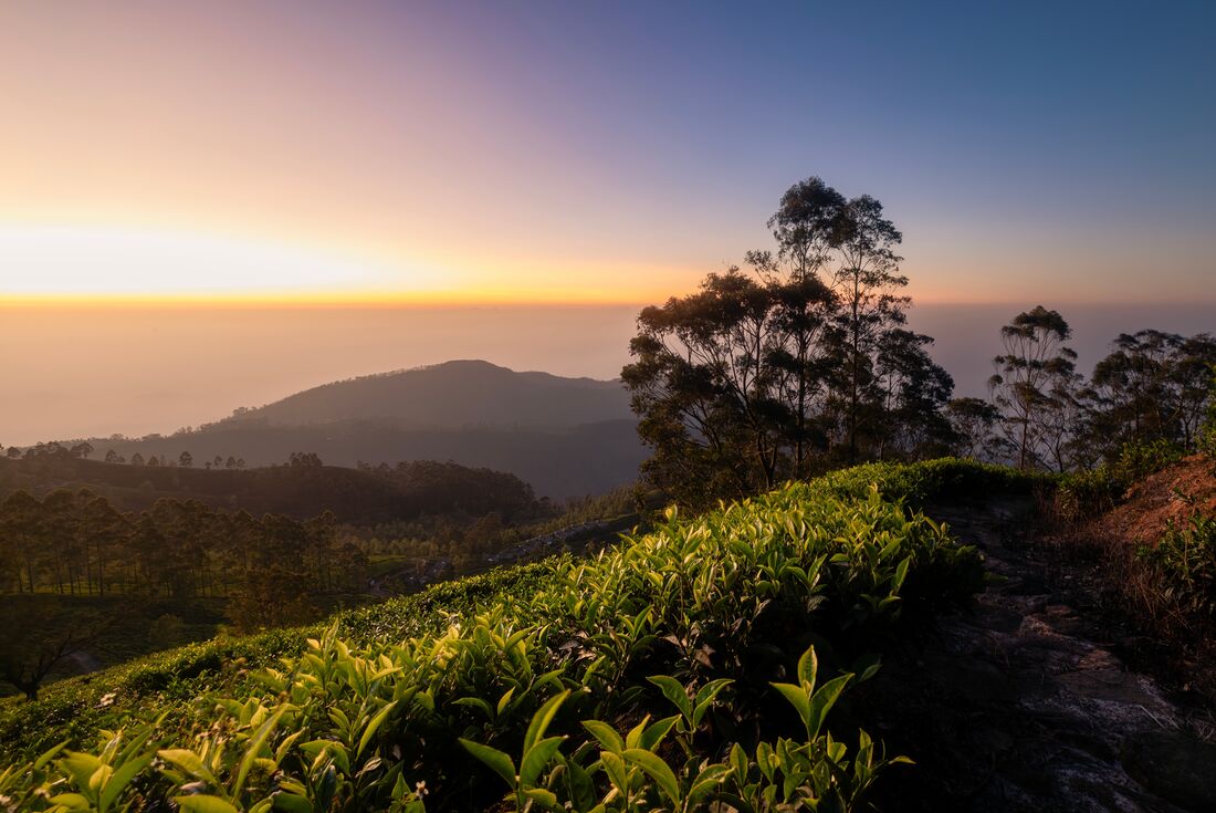 Hike Sri Lanka's Pekoe Trail