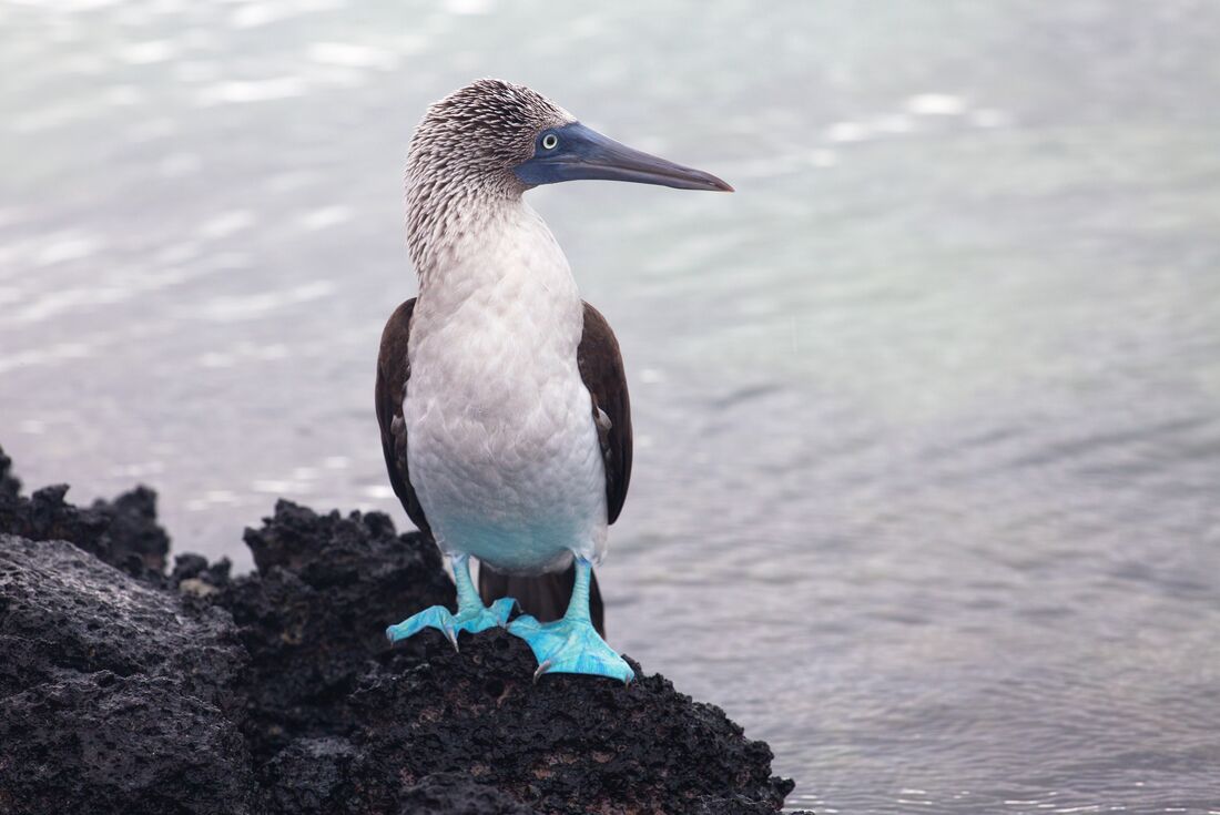 Galapagos Discovery