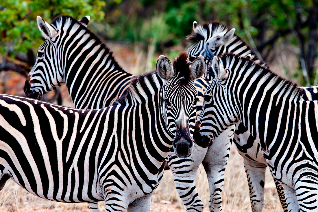 Premium Southern Africa
