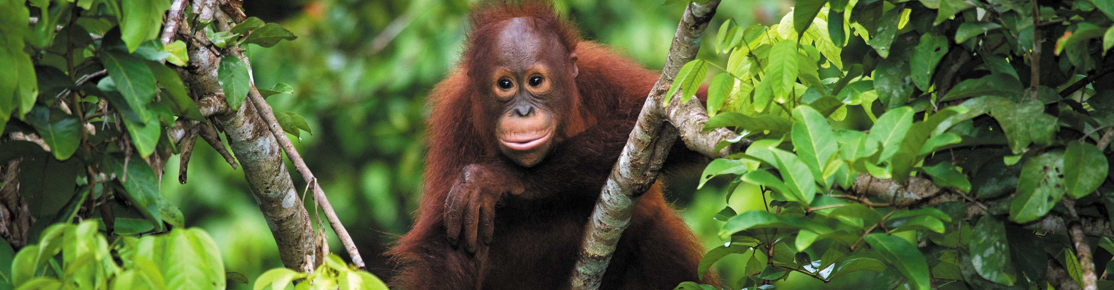 Premium Borneo in Depth trip photo