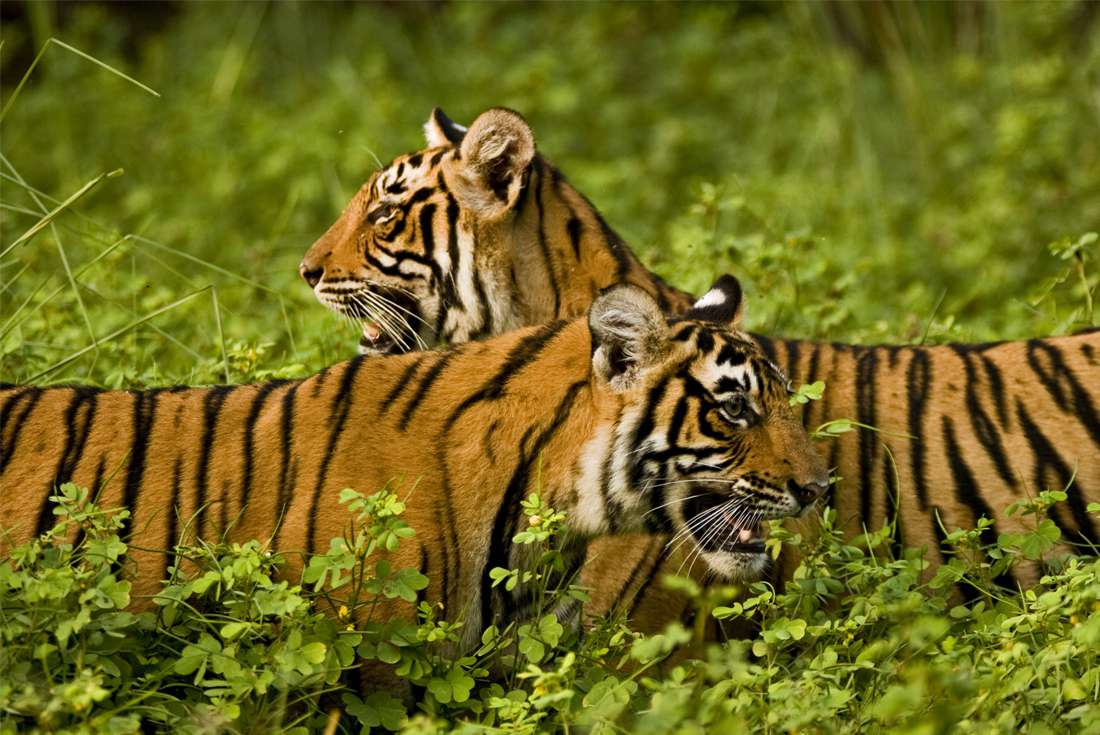 Premium India and Sri Lanka