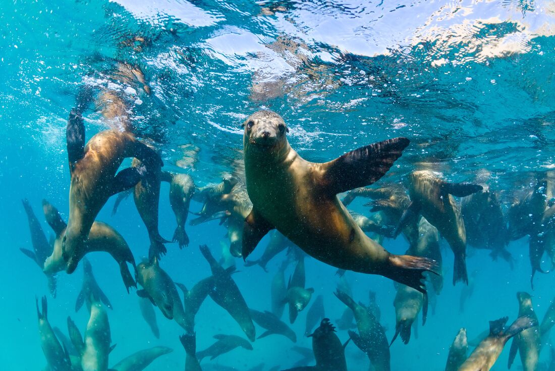 Ecuador, Galapagos & Peru Explorer