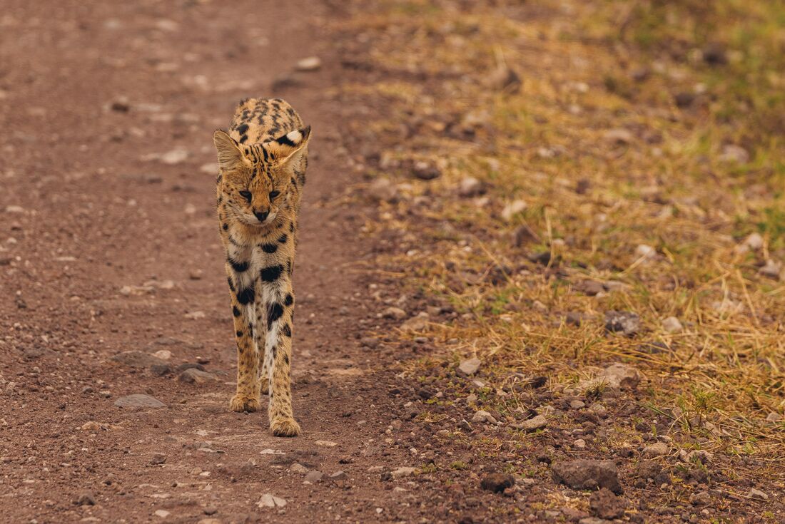 Kenya and Tanzania Family Safari