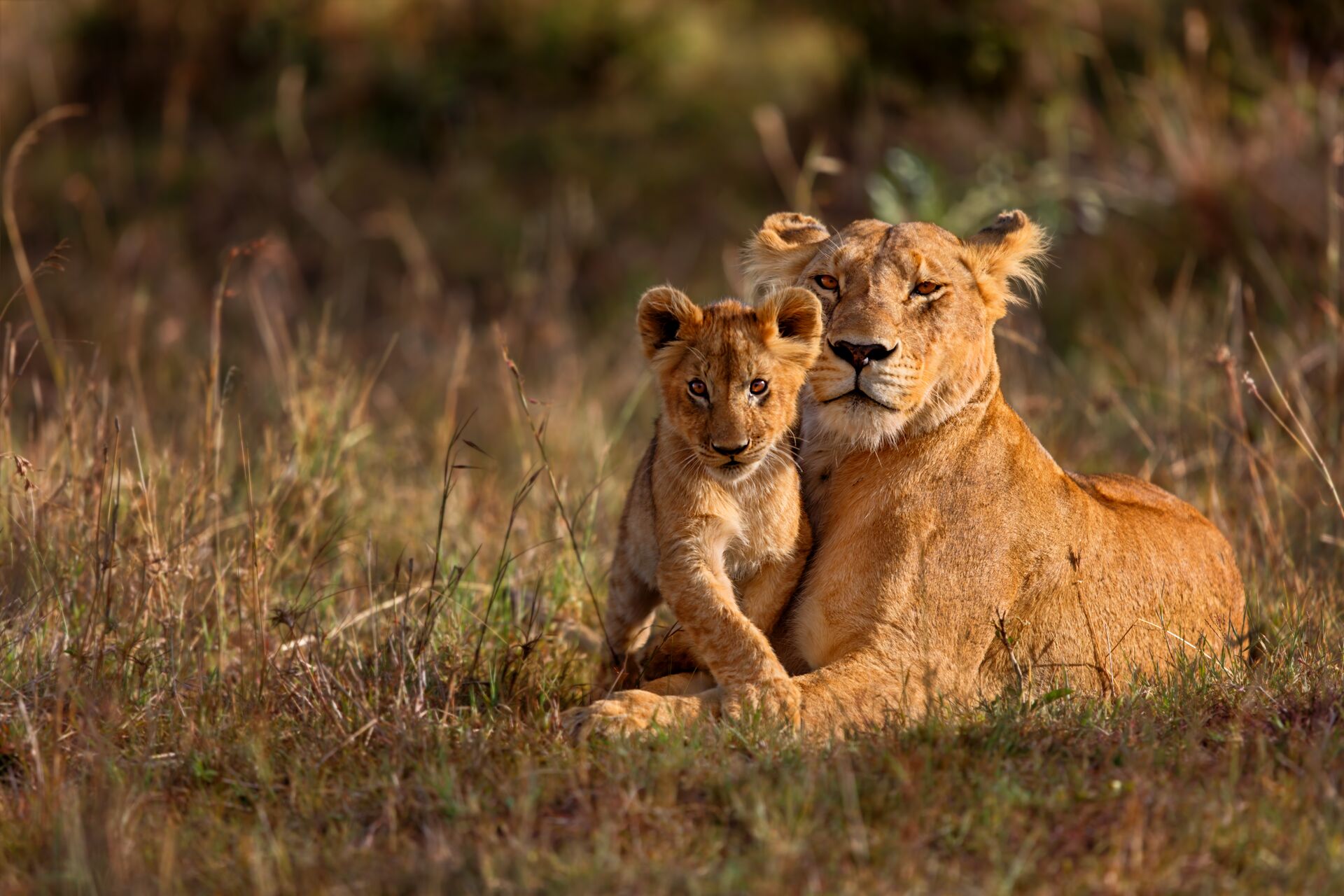 Premium Kenya & Tanzania