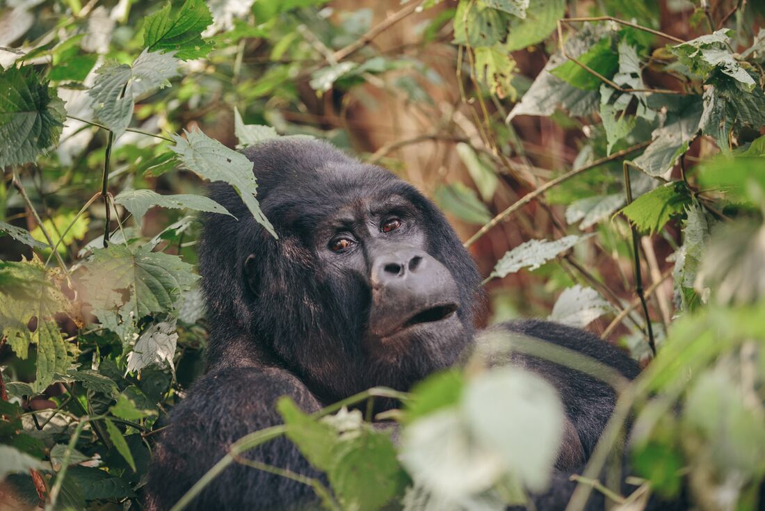 Gorillas & East Africa Safari
