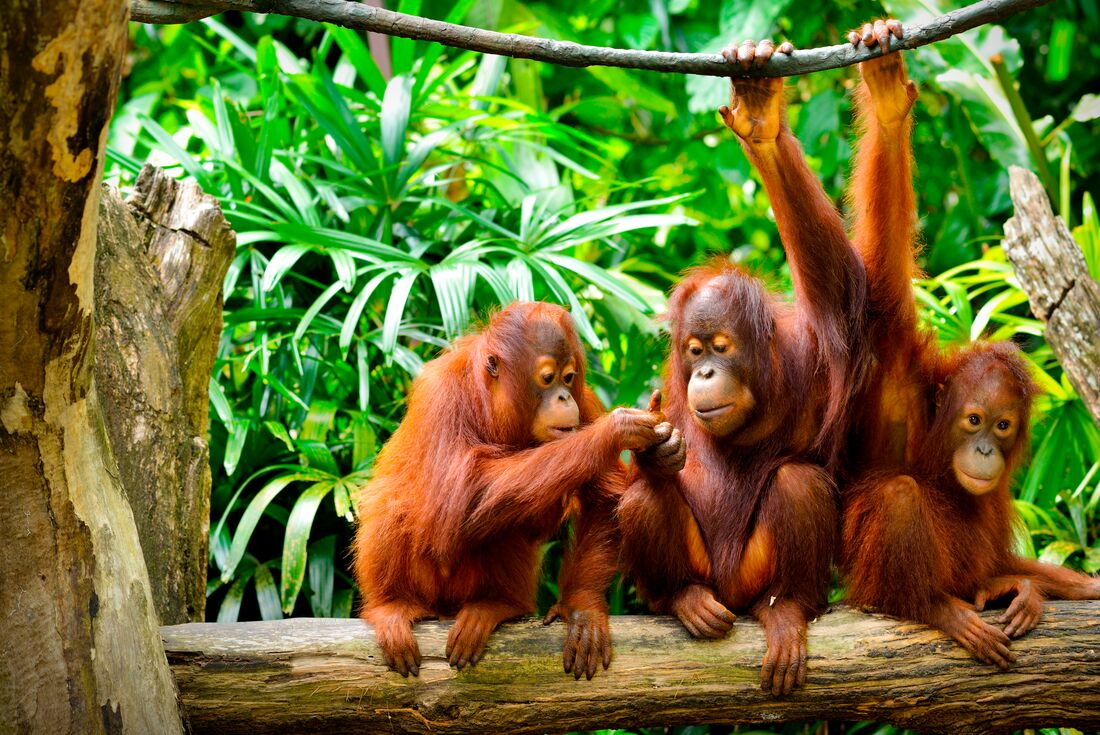 Sabah Adventure