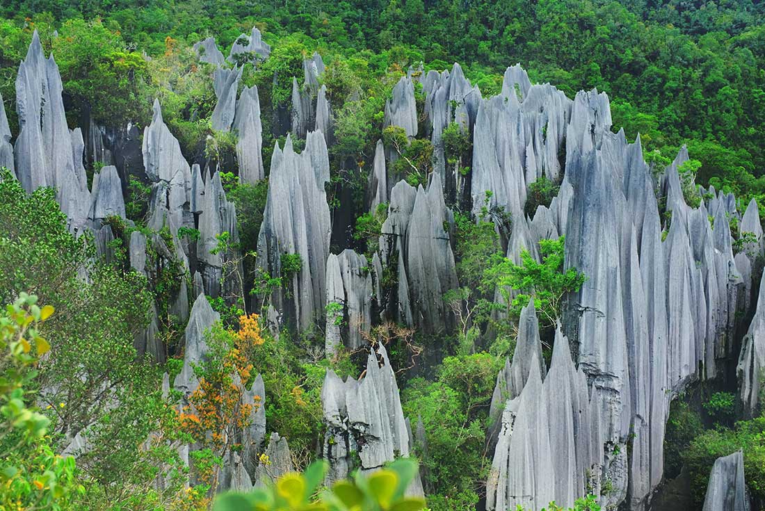 Best of Borneo