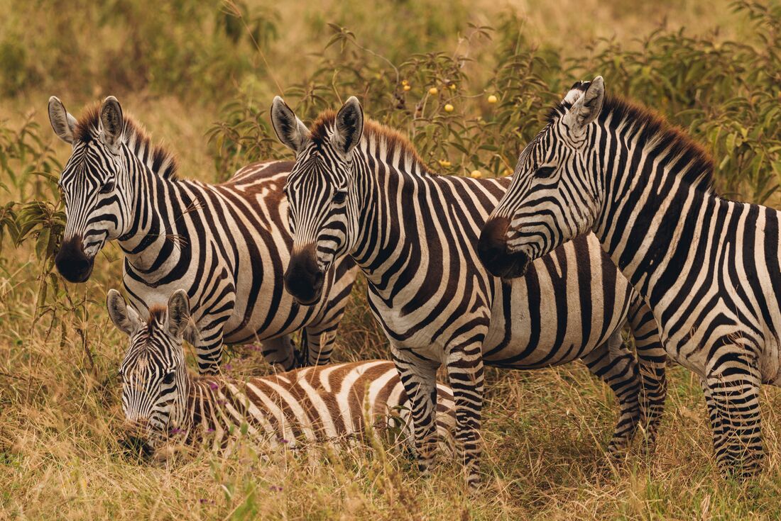 Cape Town to Kenya