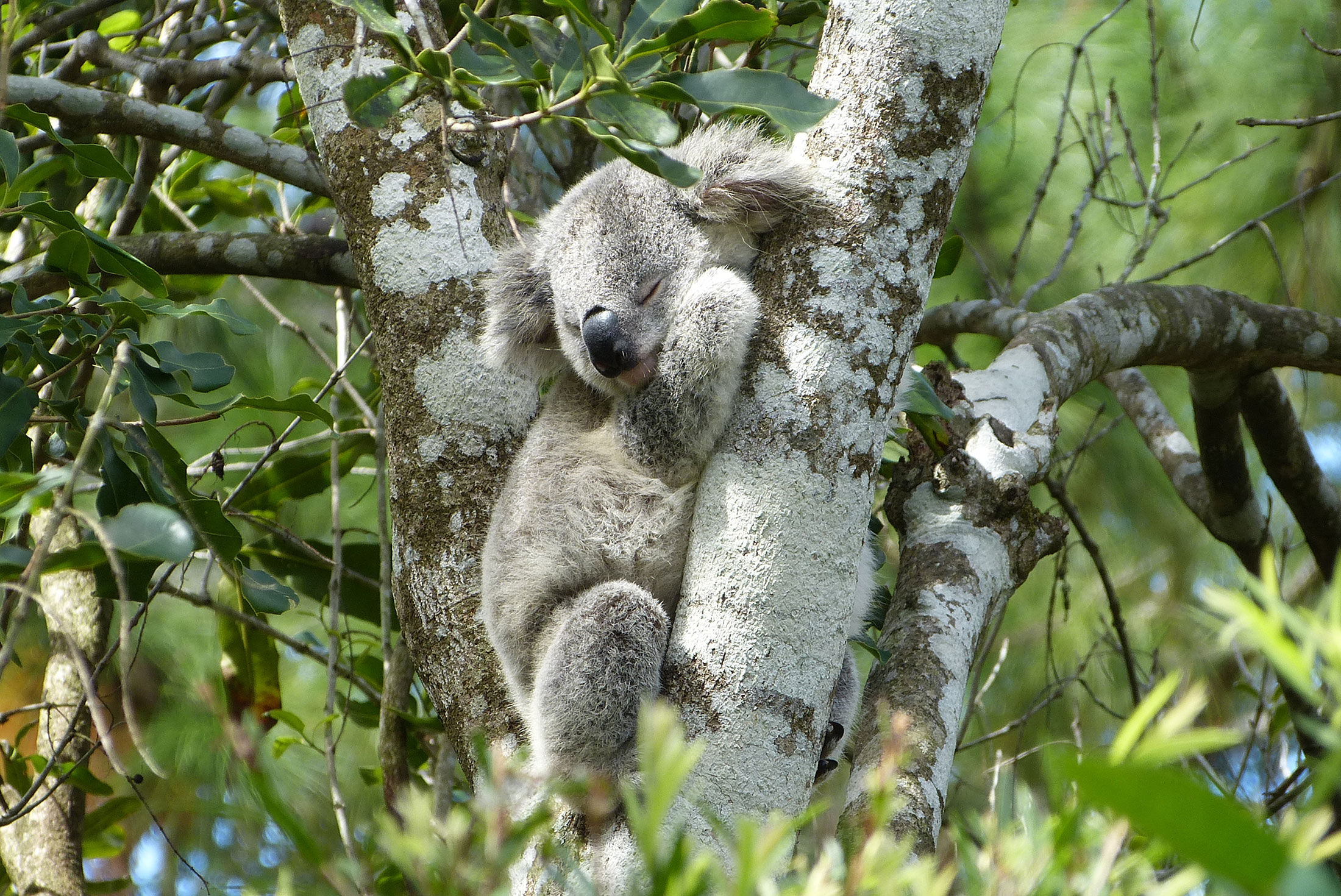 Melbourne to Brisbane Adventure trip photo
