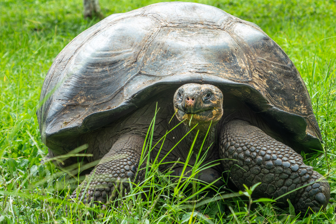 Best of Galapagos