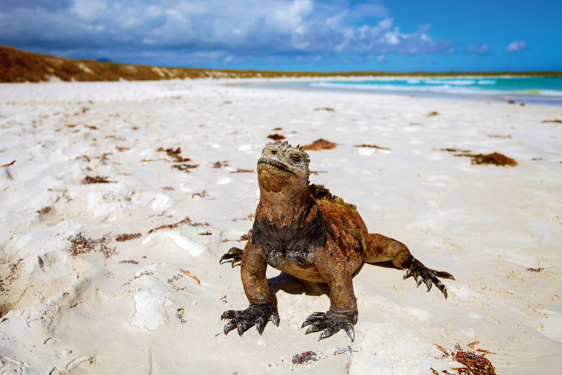 Galapagos & Inca Trail Adventure
