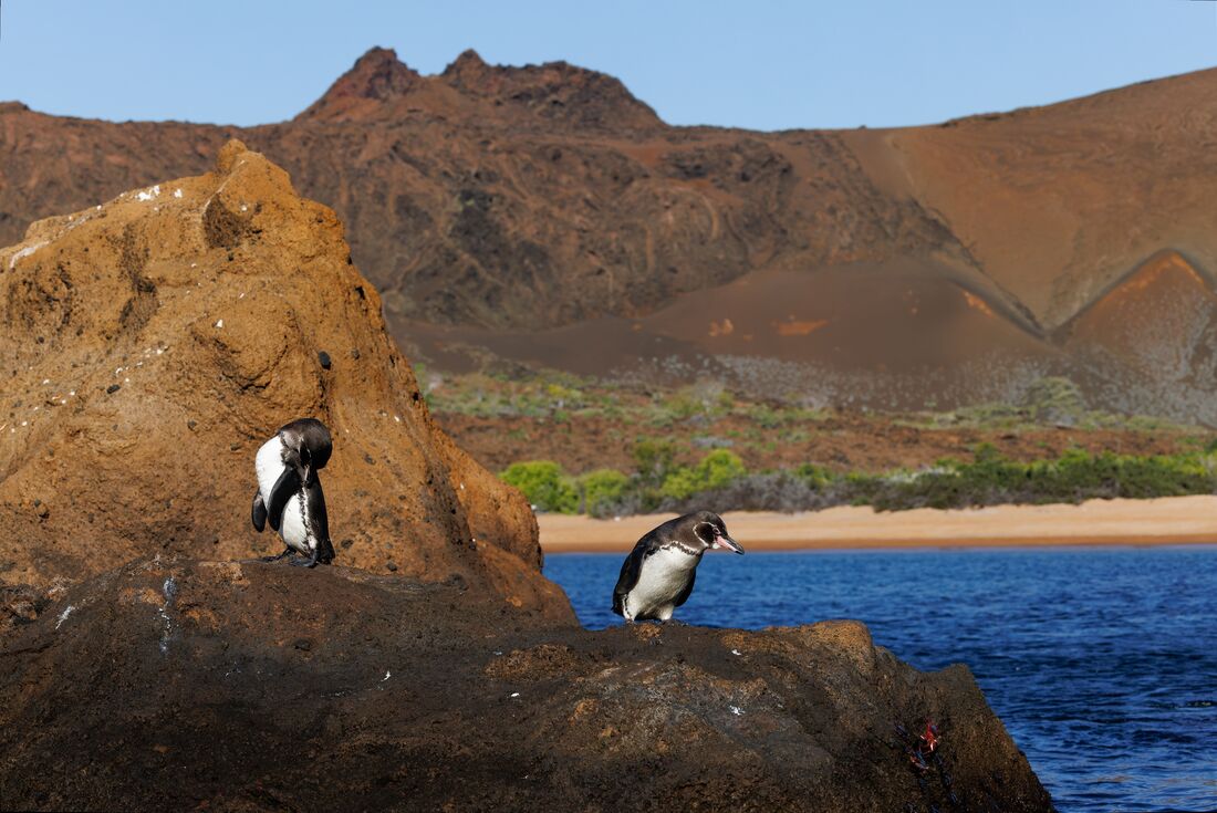 Ecuador Amazon & Galapagos Family Holiday