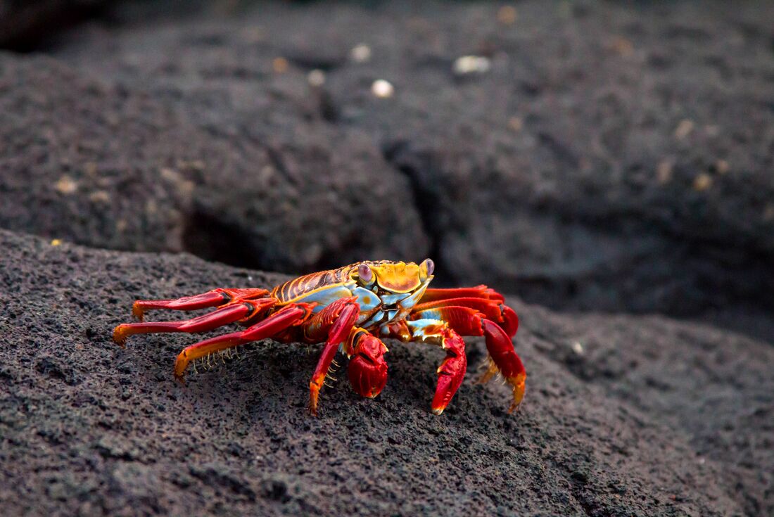 Best of Peru & Galapagos