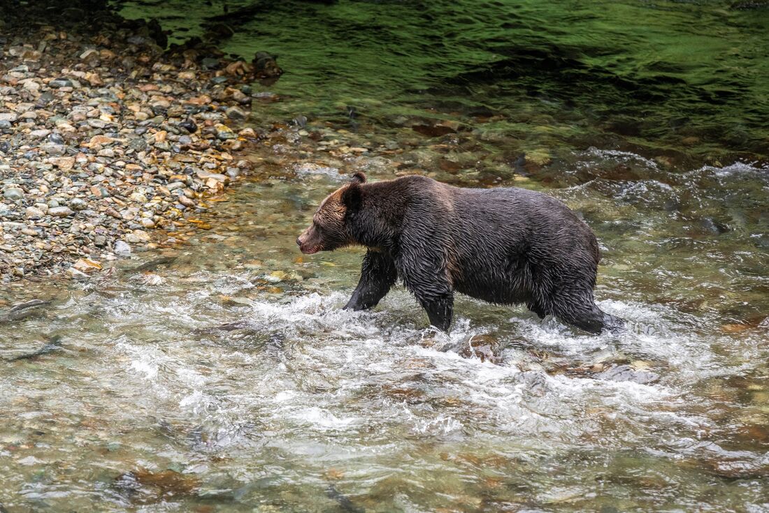 Wild Canada & Alaska: Vancouver to Anchorage