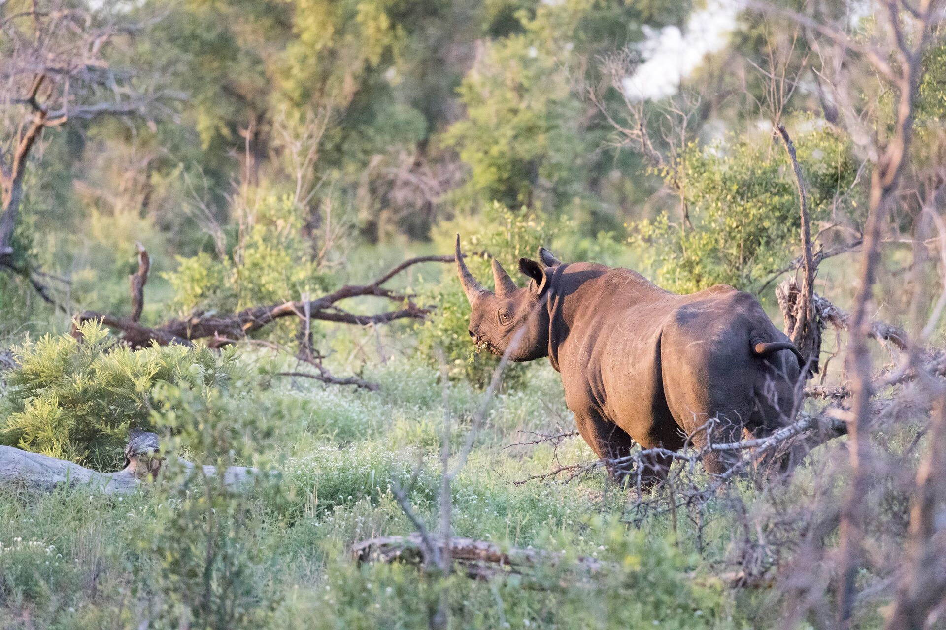 A black rhino spotted in Kruger National Park
