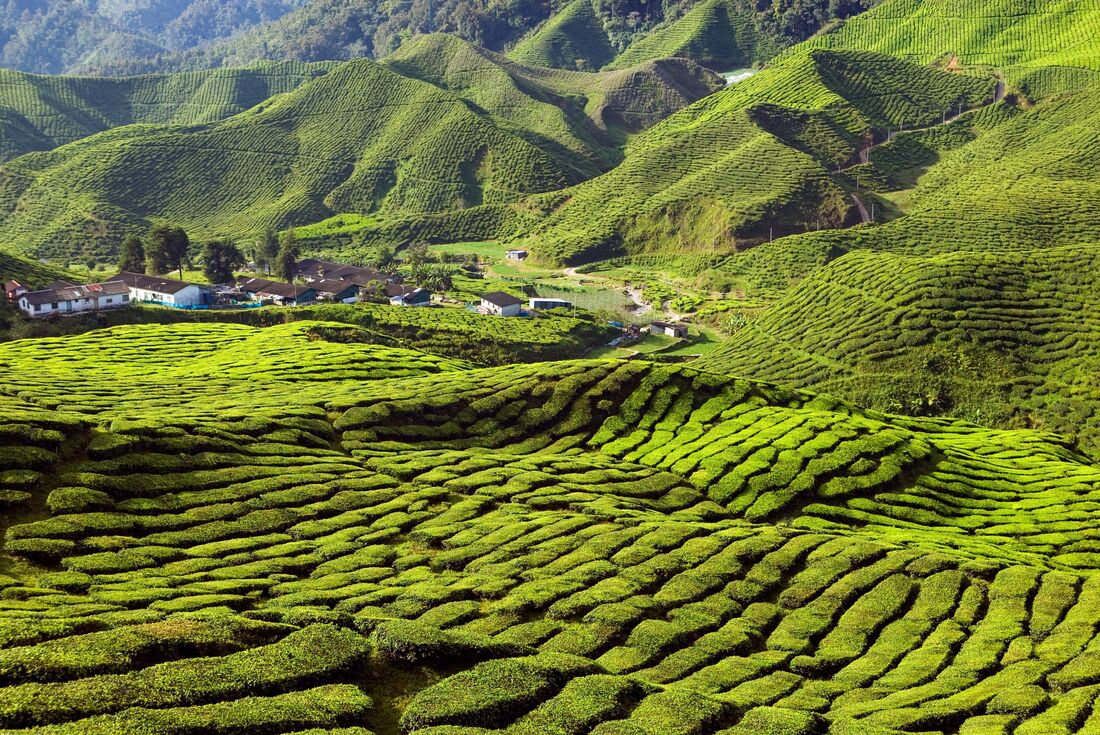 Singapore to Malaysia Real Food Adventure
