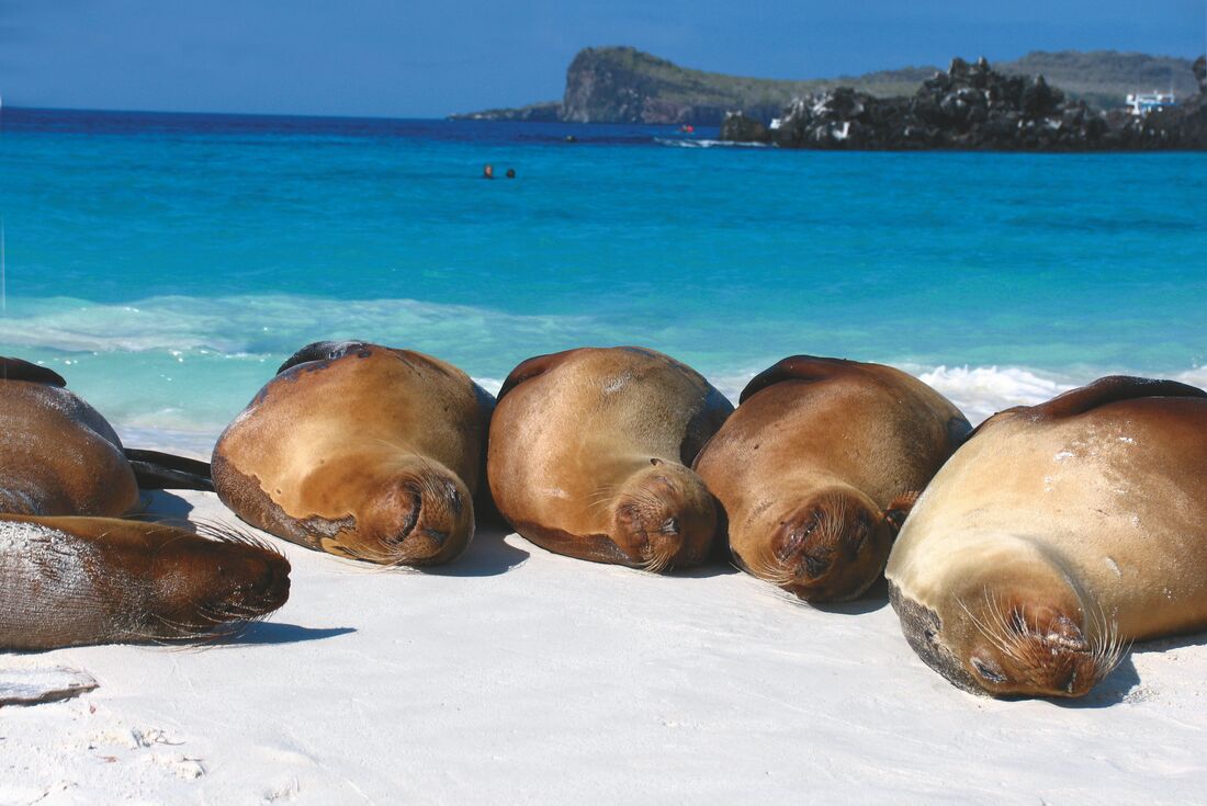 Galapagos Explorer: Southern Islands (Grand Queen Beatriz)