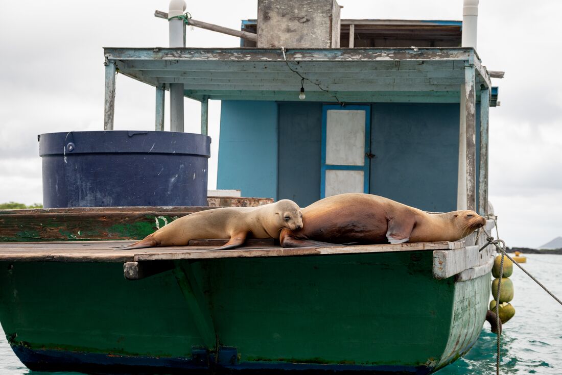 Galapagos Explorer: Southern Islands (Grand Queen Beatriz)