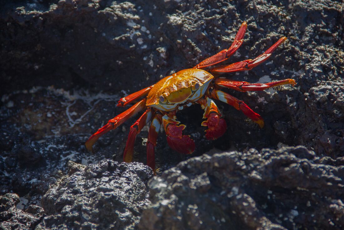 Galapagos Explorer: Southern Islands (Grand Queen Beatriz)