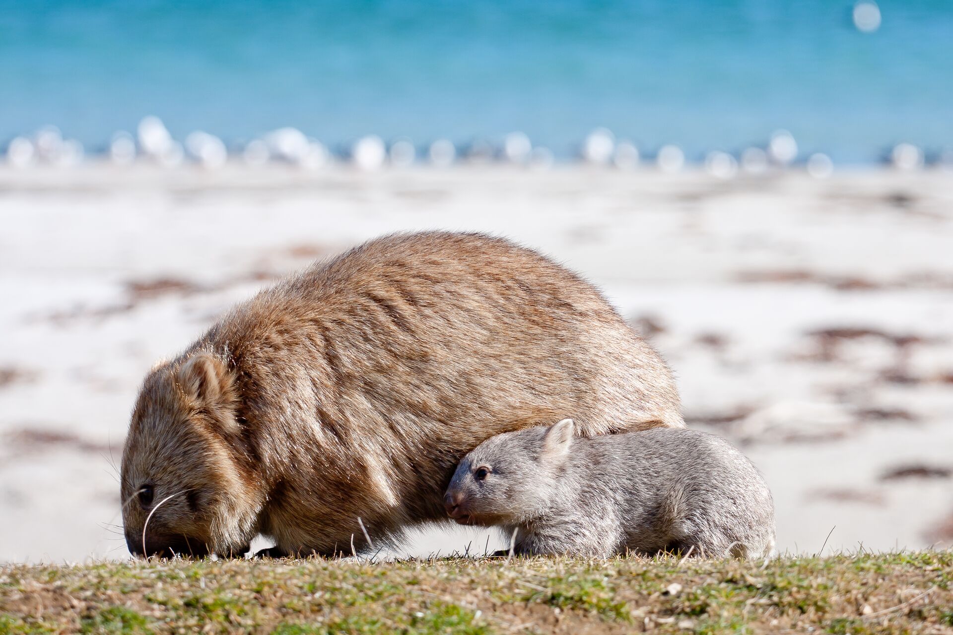 Tasmania's Maria Island Walk (Portered)