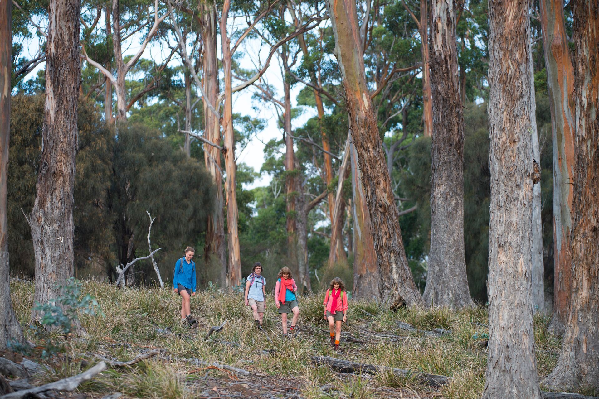 Tasmania's Maria Island Walk (Portered)