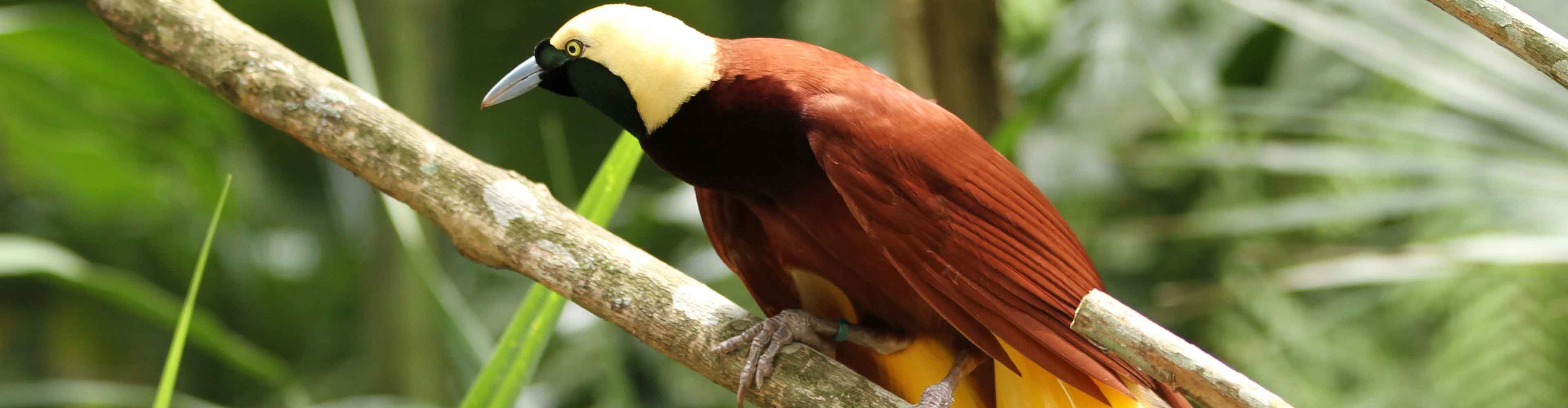 papua-new-guinea-birds-people-and-goroka-sing-sing-festival-shane