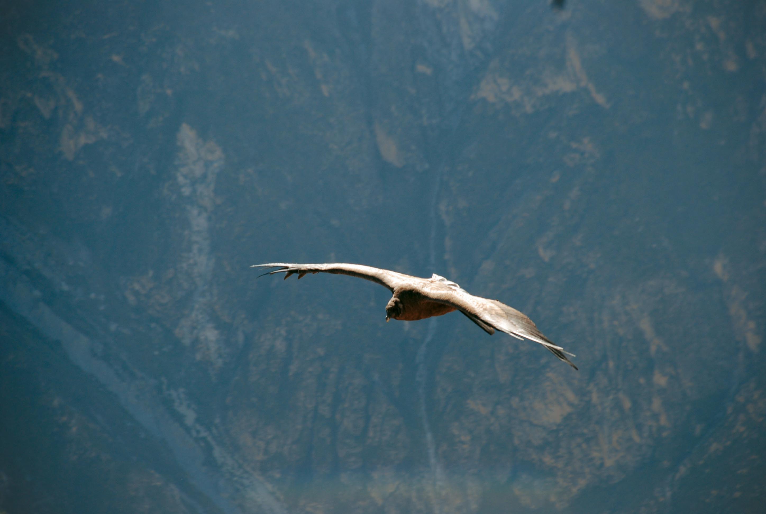 Arequipa & Colca Canyon Experience - Independent 3 Arequipa & Colca Canyon Experience - Independent 3