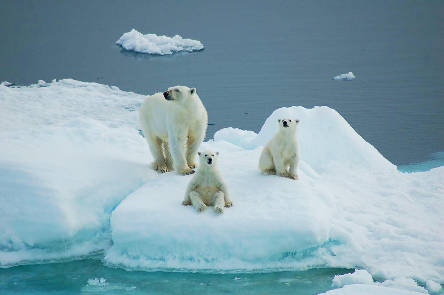 Spitsbergen, East Greenland & Iceland 3 Spitsbergen, East Greenland & Iceland 3