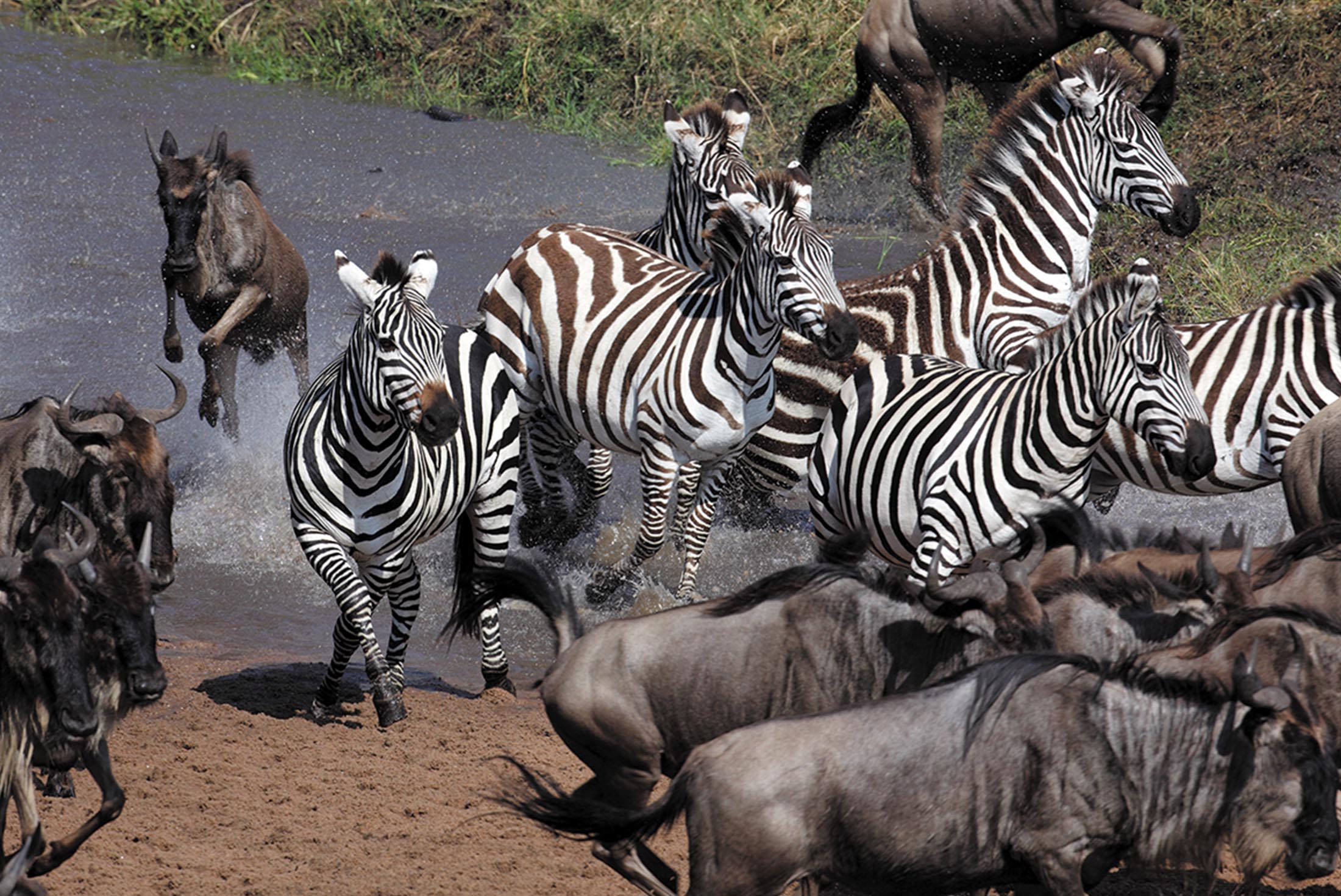 East Africa Migration Safari: Limited Edition 2 East Africa Migration Safari: Limited Edition 2