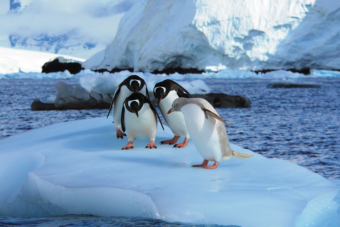 Photography Series: Crossing the Antarctic Circle 3 Photography Series: Crossing the Antarctic Circle 3