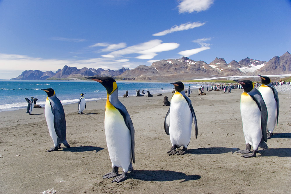 Antarctic Peninsula, Falkland Islands & South Georgia: From Buenos Aires 1