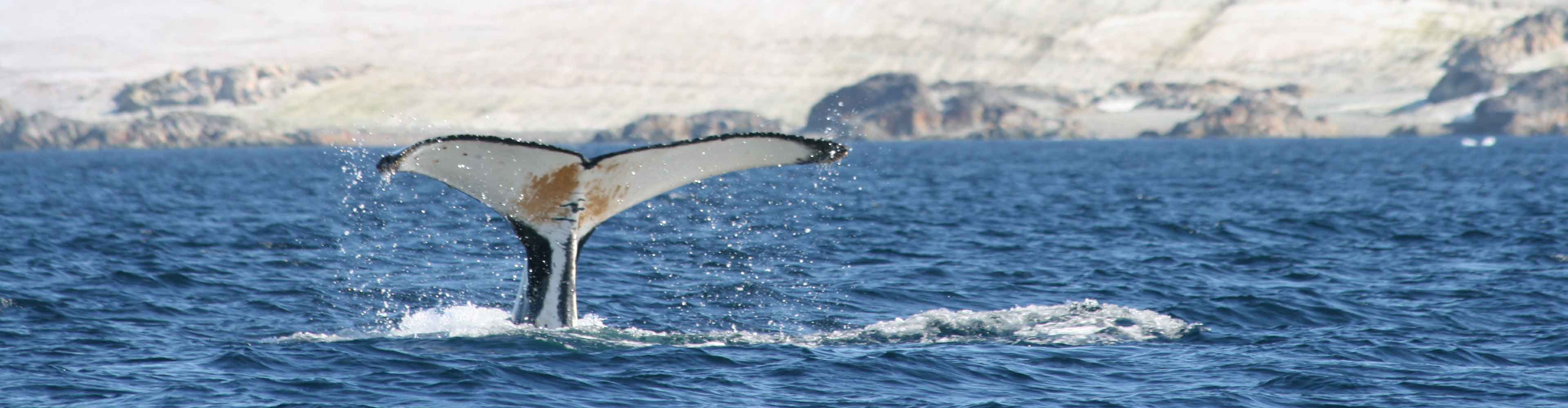 Antarctic Express – Fly the Drake from Punta Arenas