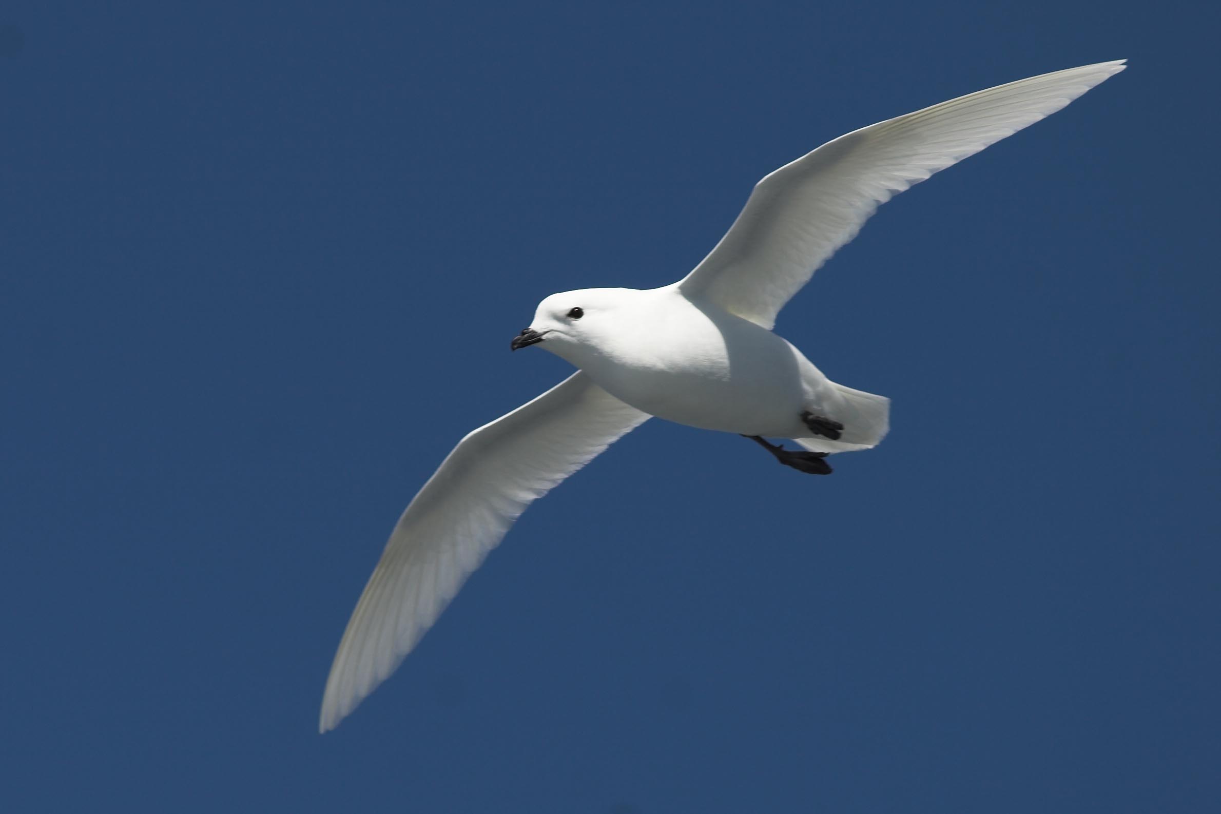 Antarctic Express - Fly the Drake from Punta Arenas 2 Antarctic Express - Fly the Drake from Punta Arenas 2