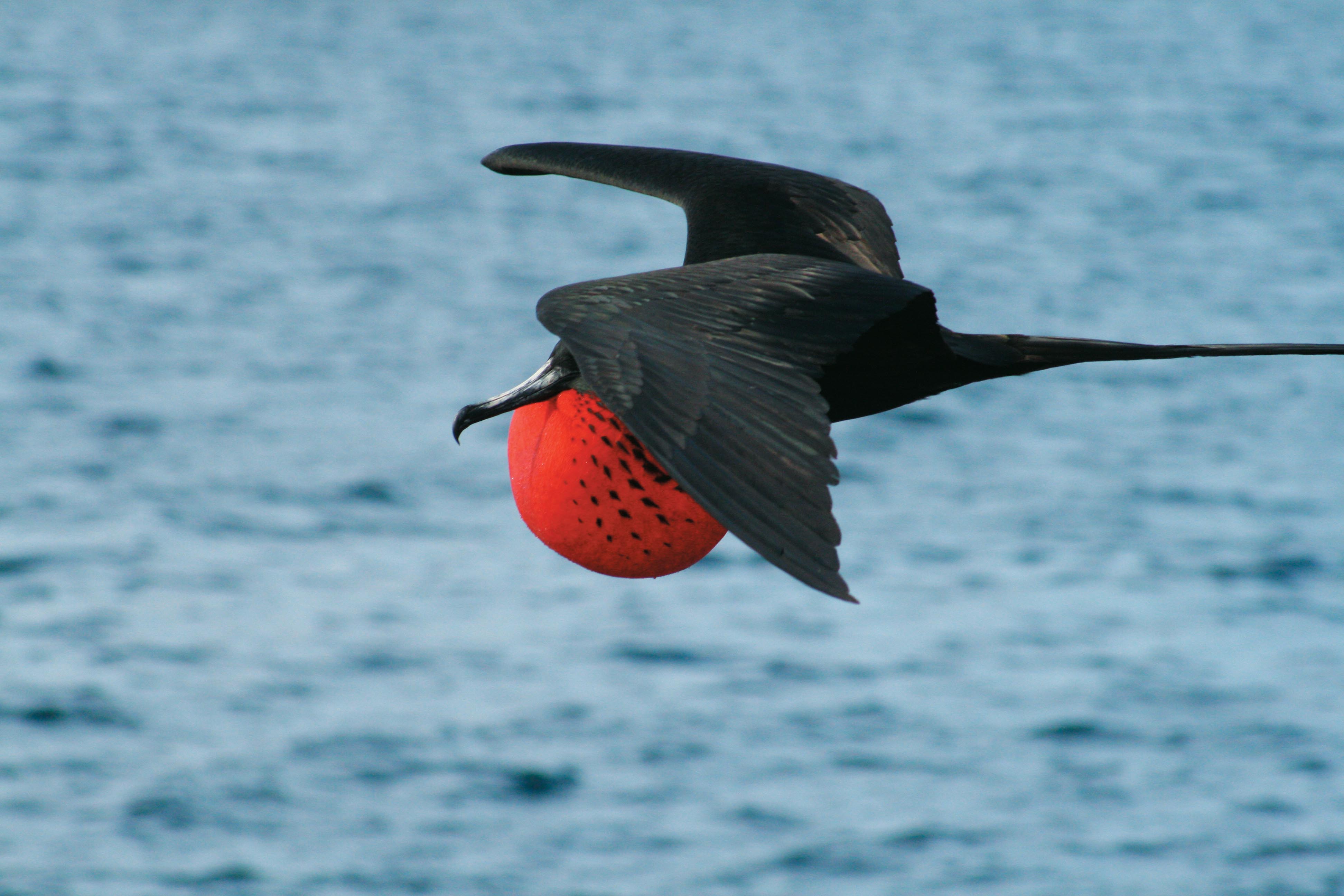Galapagos Explorer - Southern Islands (Grand Queen Beatriz) 2 Galapagos Explorer - Southern Islands (Grand Queen Beatriz) 2