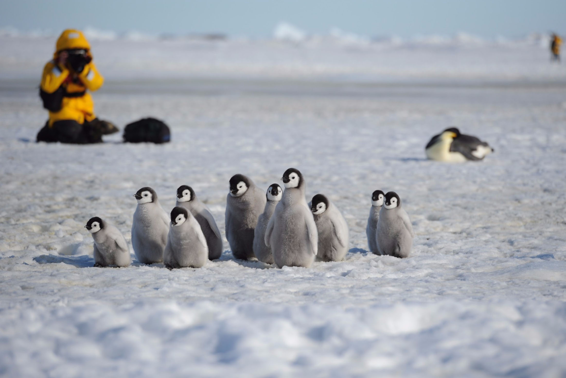 Antarctic Expedition: Weddell Sea & Emperor Penguins 2