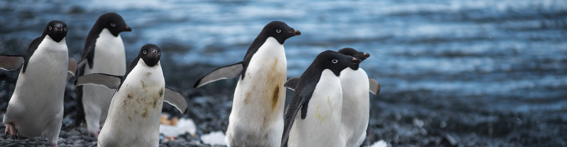 Pristine Antarctica 11 days from Ushuaia