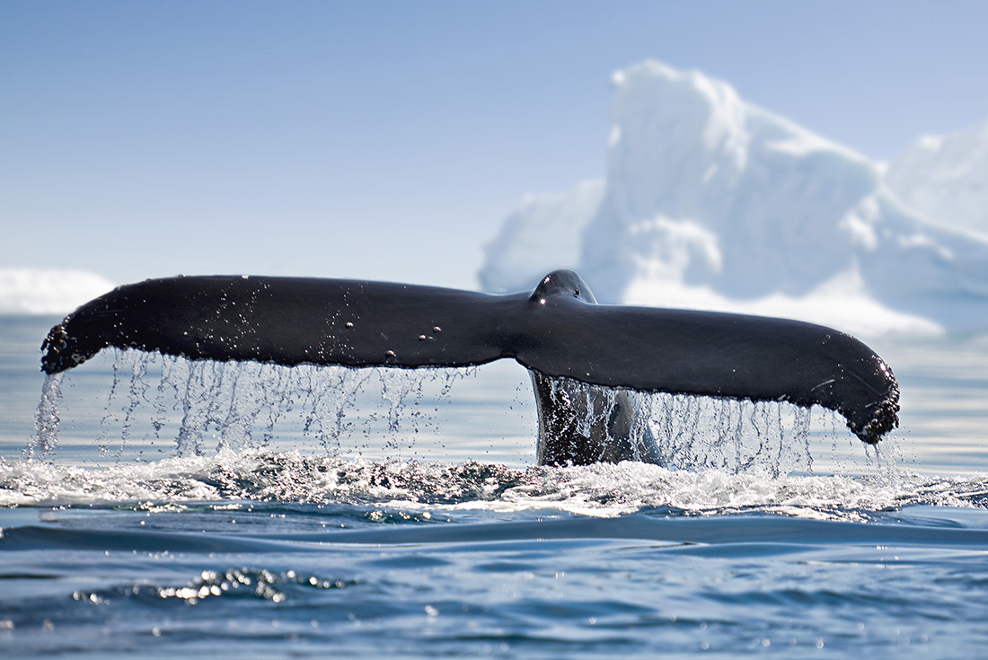 Jewels of Antarctica 11 days from Ushuaia 2 Jewels of Antarctica 11 days from Ushuaia 2