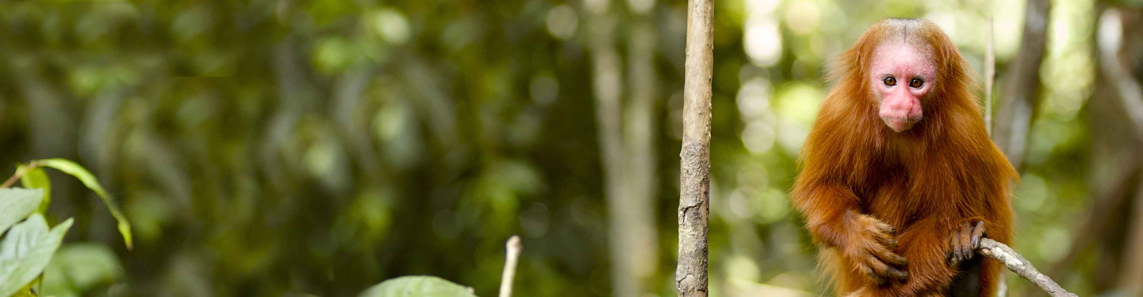 Peru Jungle Experience – Independent